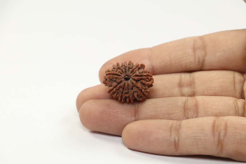 10 Mukhi Rudraksha | Regular 2.805 Gm.