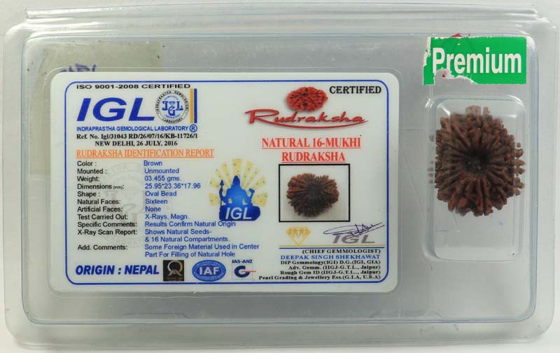 16 Mukhi Rudraksha | Premium 3.455 Gm.