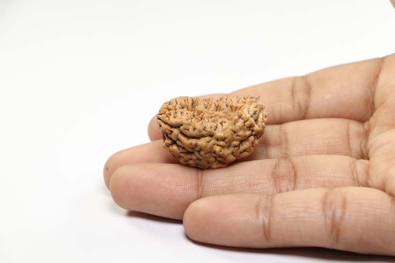 1Mukhi Rudraksha | Premium