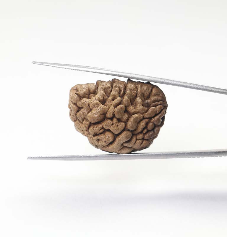 1RUD16 2 1 Mukhi Rudraksha | Regular