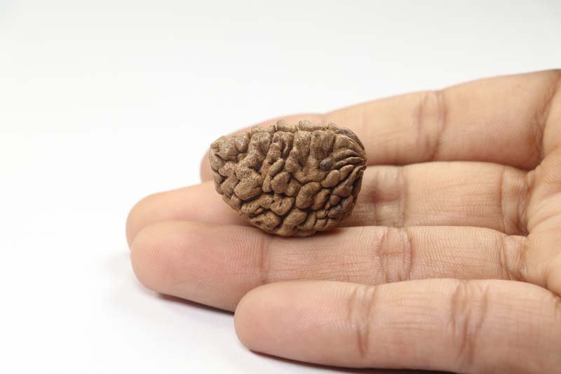 1RUD16 4 1 Mukhi Rudraksha | Regular