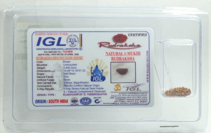 1RUD185 1 One Mukhi Rudraksha | Small
