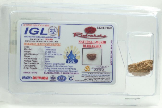 1RUD239 1 One Mukhi Rudraksha | Small