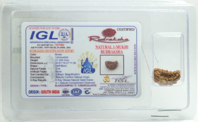 1RUD254 1 One Mukhi Rudraksha | Small