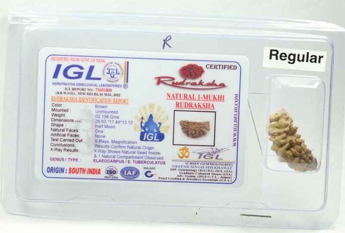 1RUD282 1 One Mukhi Rudraksha