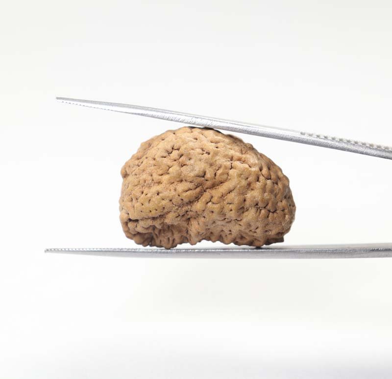 1RUD30 3 1 Mukhi Rudraksha | Regular