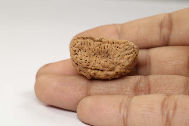 1RUD30 4 1 Mukhi Rudraksha | Regular