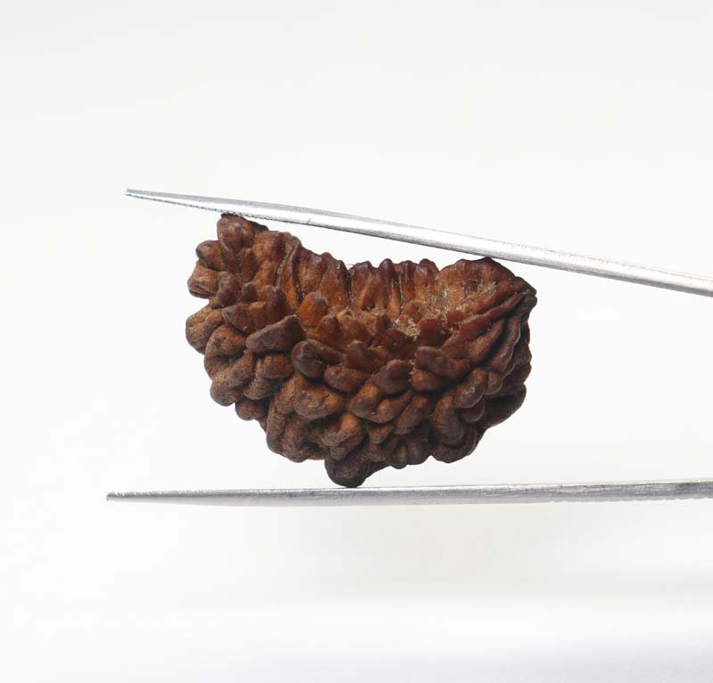 1RUD33 2 1 Mukhi Rudraksha | Regular