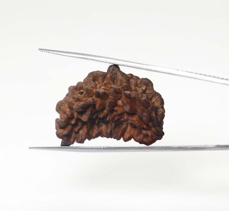 1RUD33 3 1 Mukhi Rudraksha | Regular