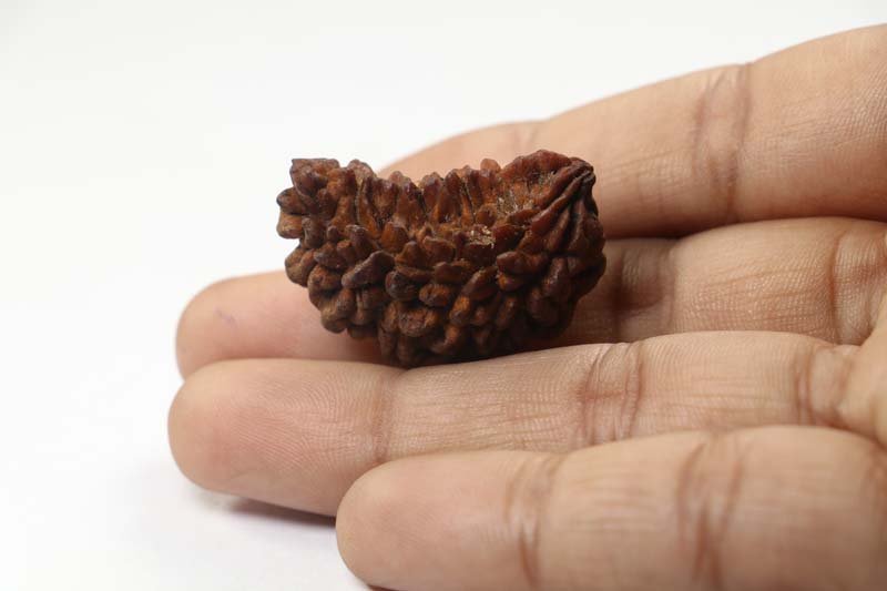1RUD33 4 1 Mukhi Rudraksha | Regular
