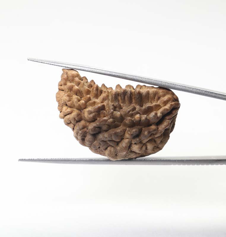 1RUD42 2 1 Mukhi Rudraksha | Premium