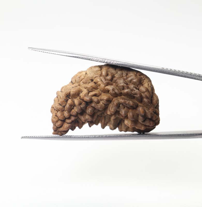 1RUD42 3 1 Mukhi Rudraksha | Premium