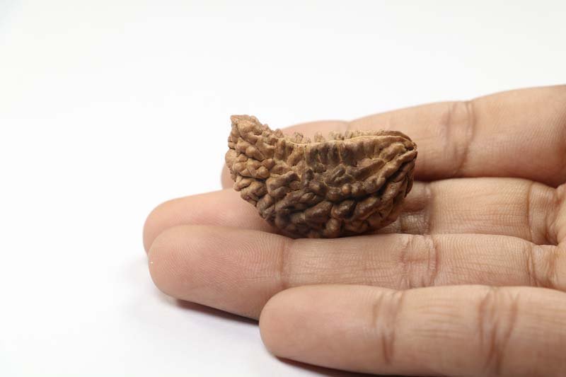 1RUD42 4 1 Mukhi Rudraksha | Premium