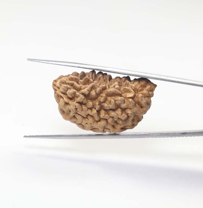 1RUD53 2 1 Mukhi Rudraksha | Collector