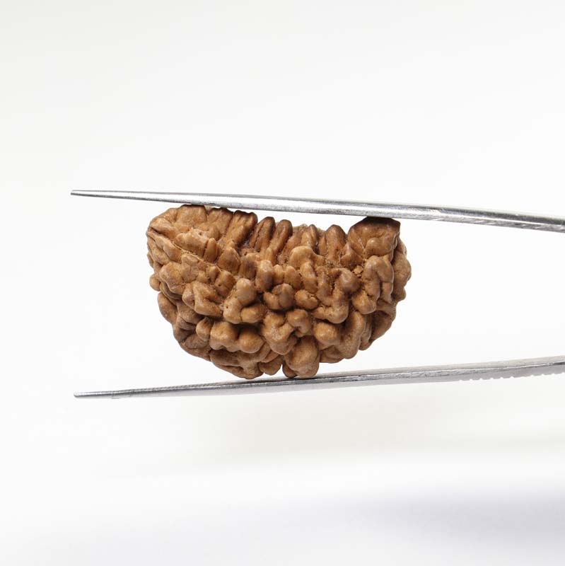 1 Mukhi Rudraksha | Collector