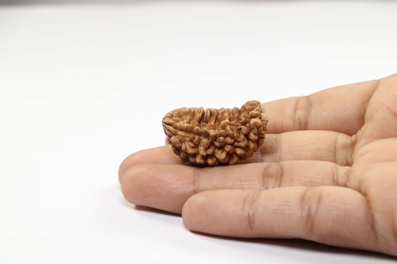 1 Mukhi Rudraksha | Collector