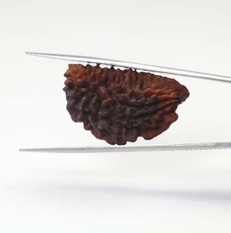 1RUD60 2 1 Mukhi Rudraksha | Collector