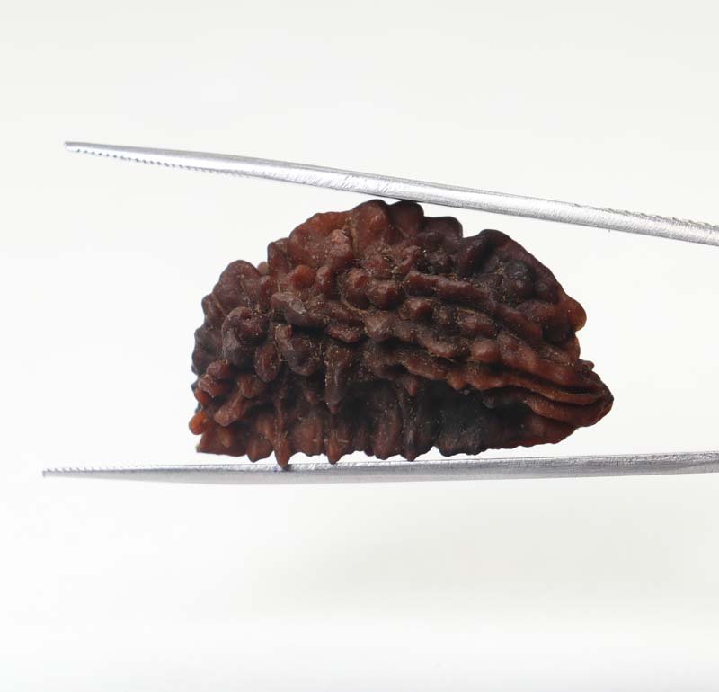 1RUD60 3 1 Mukhi Rudraksha | Collector