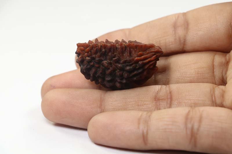 1RUD60 4 1 Mukhi Rudraksha | Collector