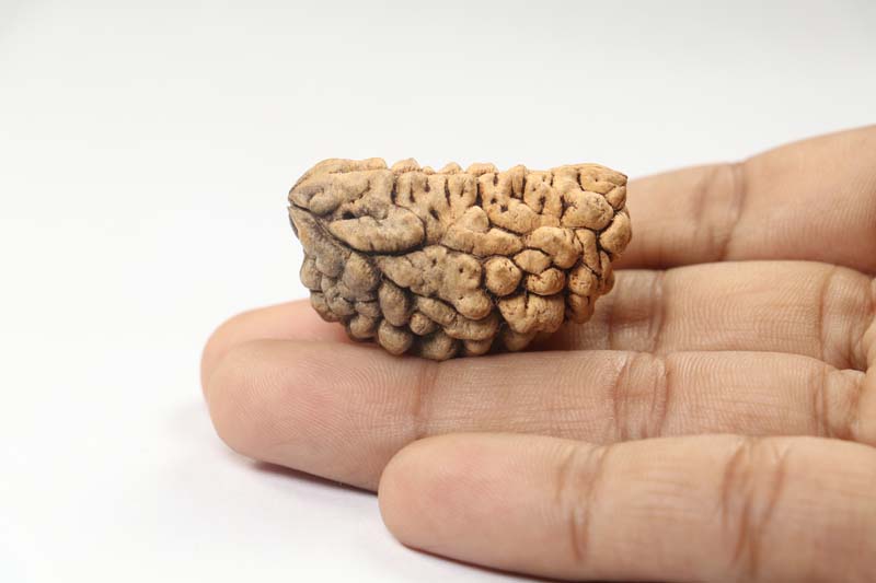 1 Mukhi Rudraksha | Collector