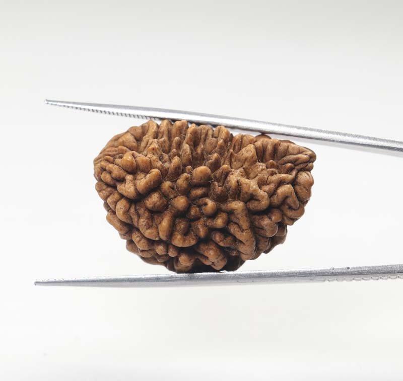 1RUD67 2 1 Mukhi Rudraksha | Collector