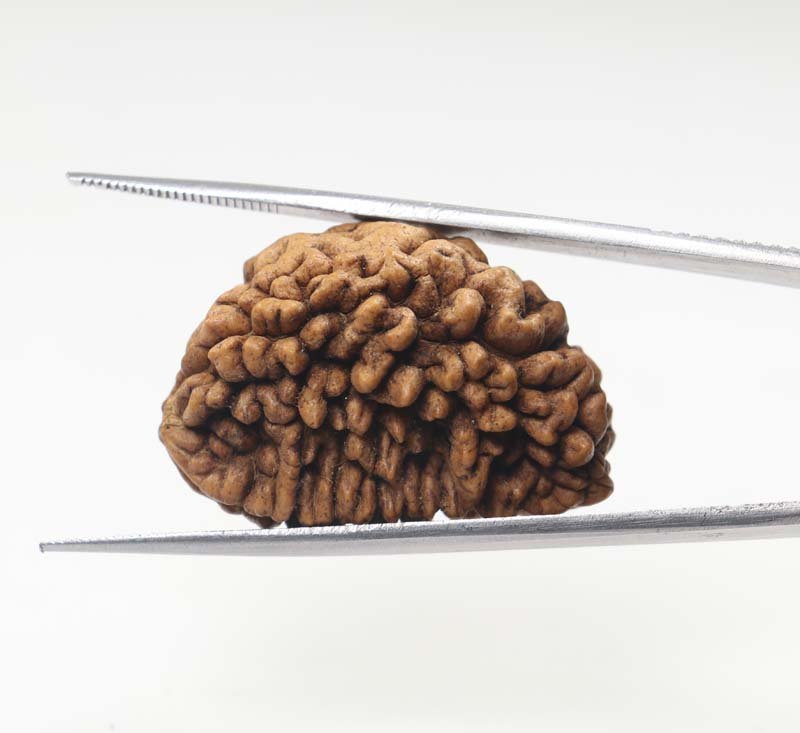 1RUD67 3 1 Mukhi Rudraksha | Collector
