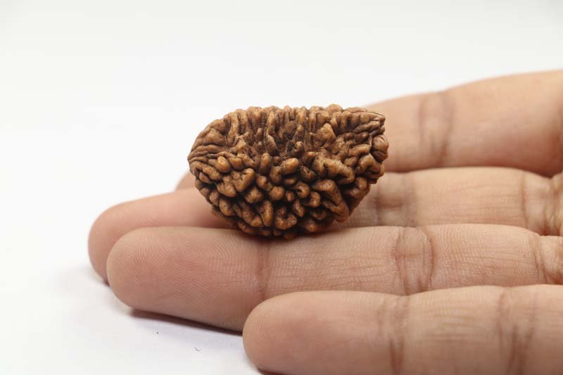 1RUD67 4 1 Mukhi Rudraksha | Collector