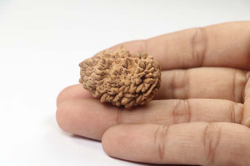 1 Mukhi Rudraksha | Collector