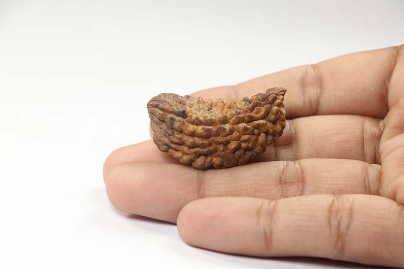 1 Mukhi Rudraksha | Collector