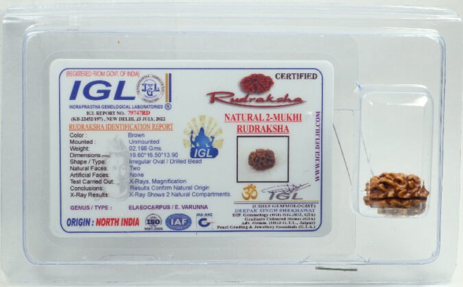 2RUD194 1 Two Mukhi Rudraksha | Gol Nepali