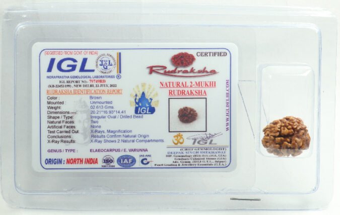 2RUD196 1 Two Mukhi Rudraksha | Gol Nepali