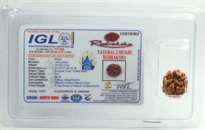 2RUD198 1 Two Mukhi Rudraksha | Gol Nepali