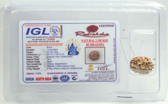 2RUD63 1 Two Mukhi Rudraksha Gol Nepali