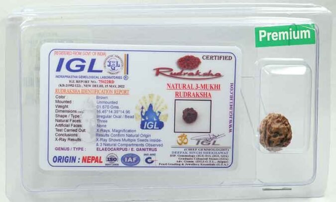 3RUD100 1 3 Mukhi Rudraksha | Premium