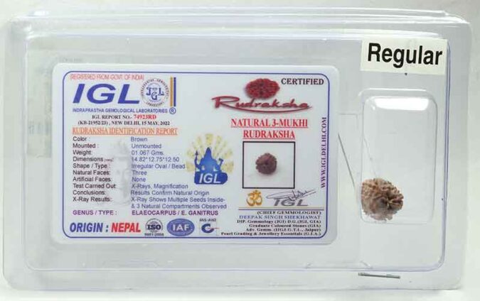 3 Mukhi Rudraksha | Regular