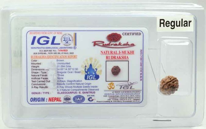 3 Mukhi Rudraksha | Regular