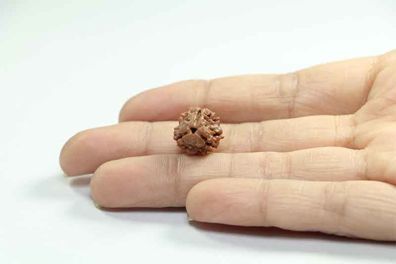 3 Mukhi Rudraksha | Regular