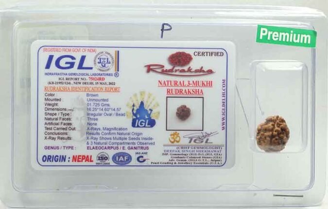 3RUD80 1 3 Mukhi Rudraksha | Premium