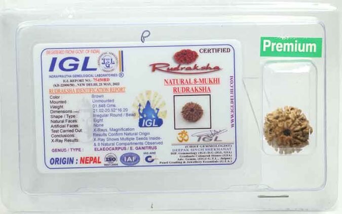 8RUD113 1 Eight Mukhi Rudraksha
