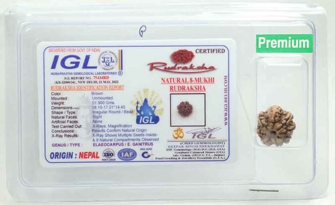 8RUD115 1 Eight Mukhi Rudraksha