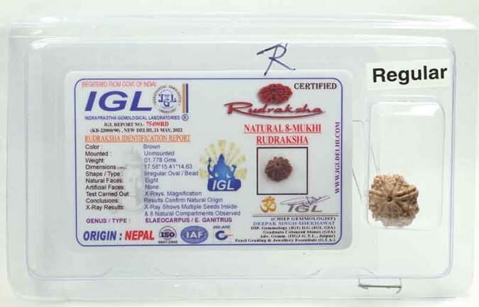 8RUD41 1 Eight Mukhi Rudraksha