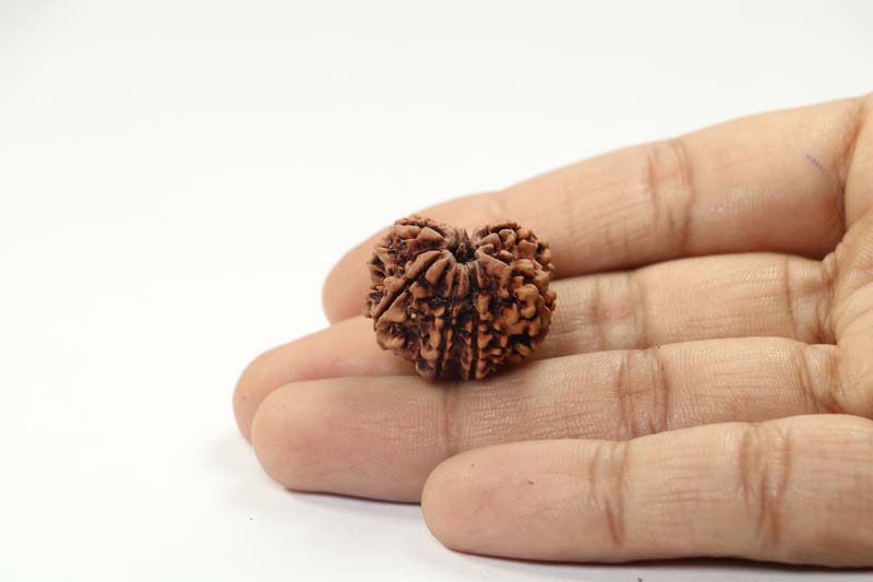 8 Mukhi Rudraksha | Collector 3.796 Gm.