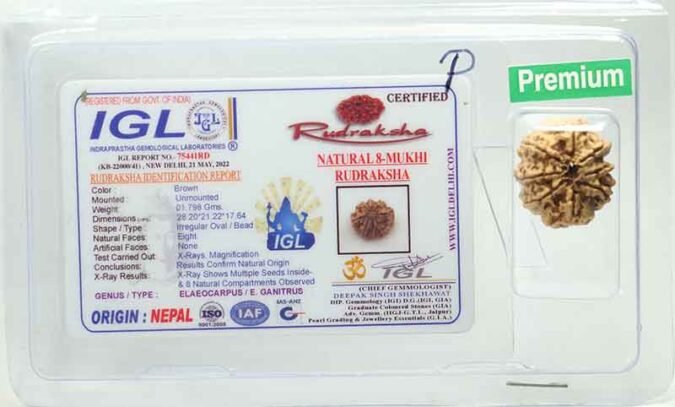 8RUD97 1 Eight Mukhi Rudraksha