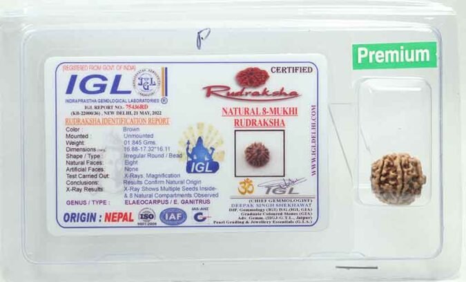 8RUD99 1 Eight Mukhi Rudraksha