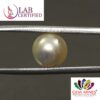 PEARL 5.5 Ct.