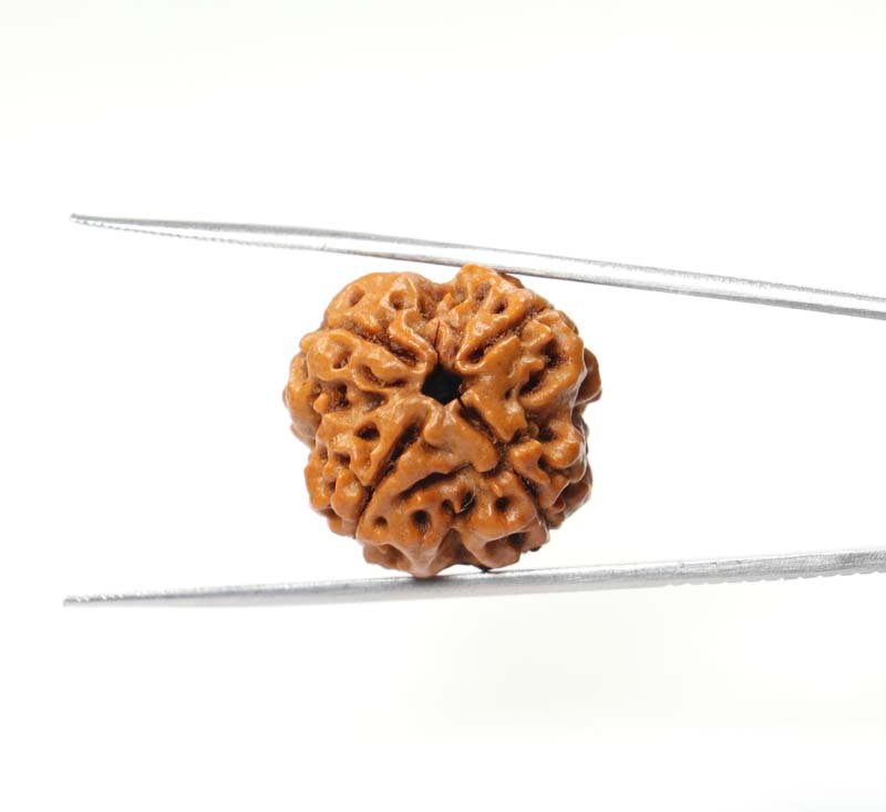 4 Mukhi Rudraksha | Premium 4.01 Gm.