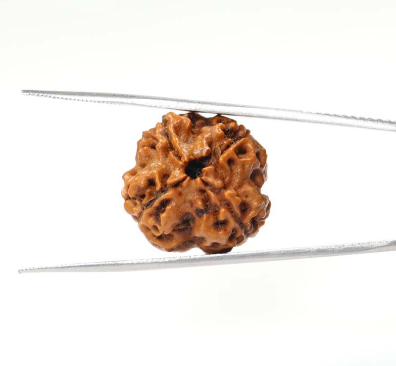 4 Mukhi Rudraksha | Premium 4.01 Gm.
