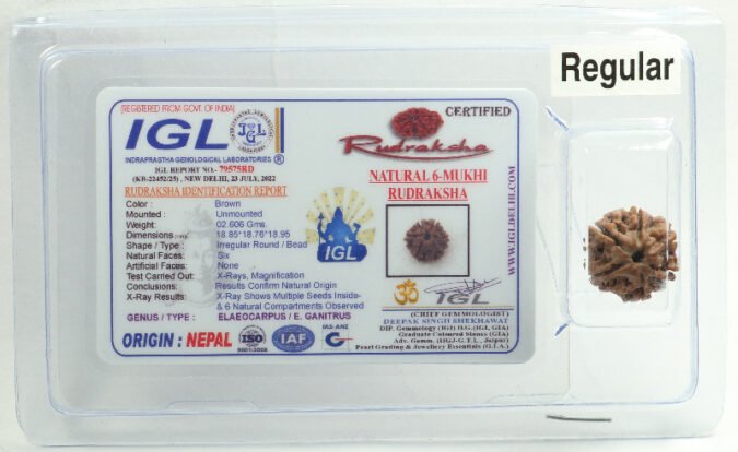 RUD0666 1 Six Mukhi Rudraksha | Regular