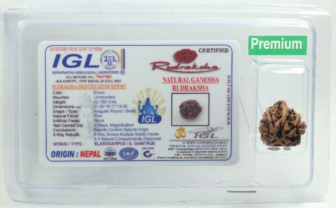 Ganesha Rudraksha | Premium