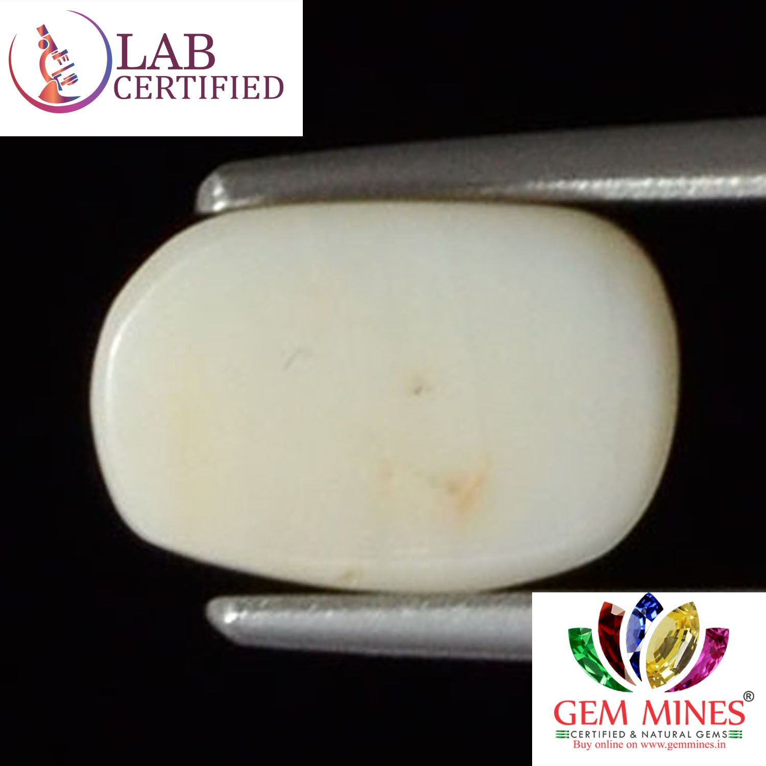 WC143 2 White Coral 2.5 Ct.